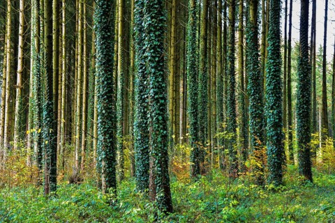Autumnal high forest, tree trunks entwined with ivy, in the Western Forests nature park Park near