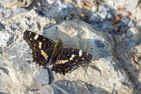 Map butterfly