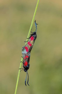Burnet moth