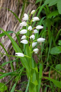 Sword-leaved Cephalanthera