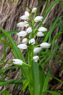 Sword-leaved Cephalanthera