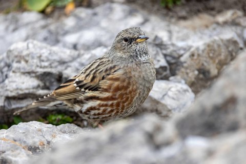 Alpine accentor