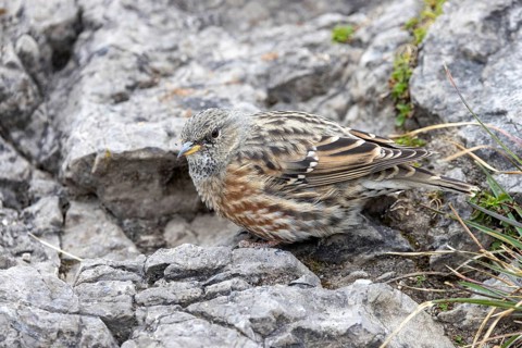 Alpine accentor