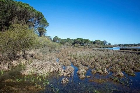 Coto Donana at El Roccio