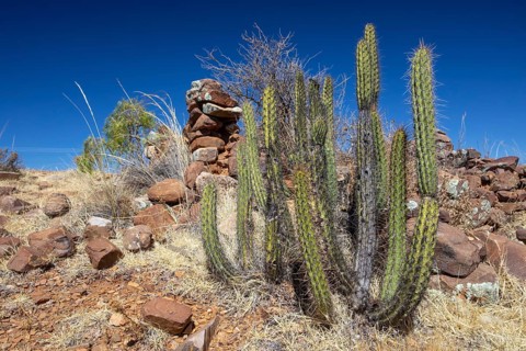 Corryocactus melanotrichus
