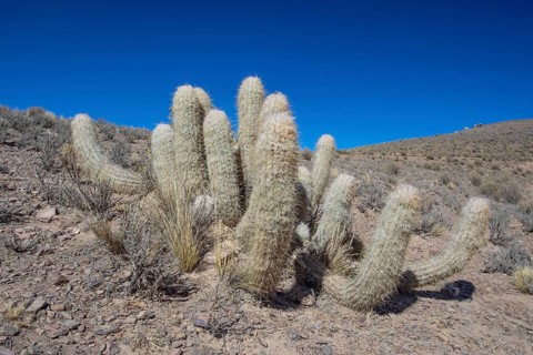 Oreocereus trolii