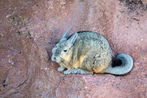 Viscacha