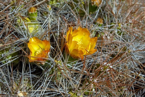 Cumulopuntia boliviana