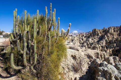 Valle de la Luna, La Paz Bolivia Corryocactus melanotrichus