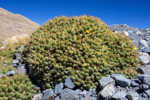 Cumulopuntia boliviana