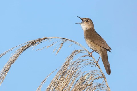 Reed warbler Reed warbler