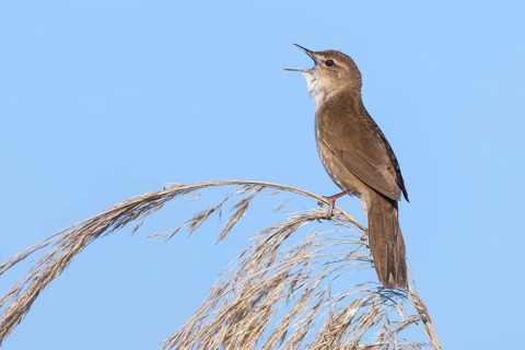 Reed warbler Reed warbler