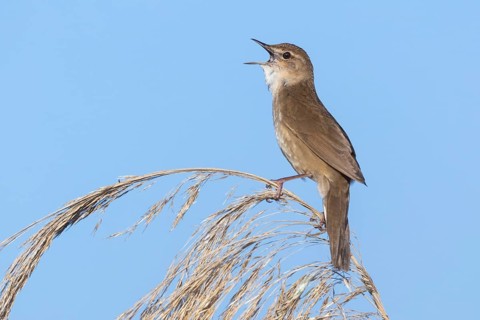 Reed warbler Reed warbler