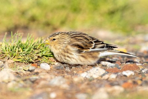 Mountain Linnet, Heligoland