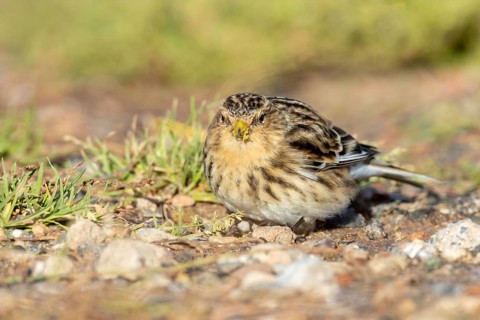 Mountain Linnet, Heligoland