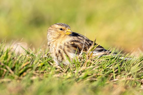 Mountain Linnet, Heligoland
