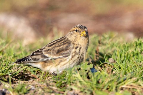 Mountain Linnet, Heligoland