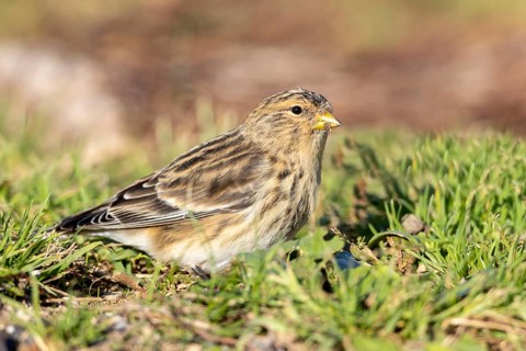 Mountain Linnet, Heligoland