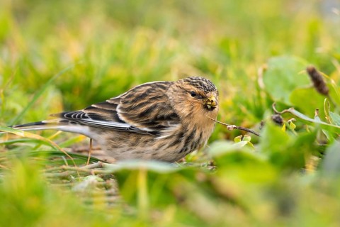 Mountain Linnet, Heligoland