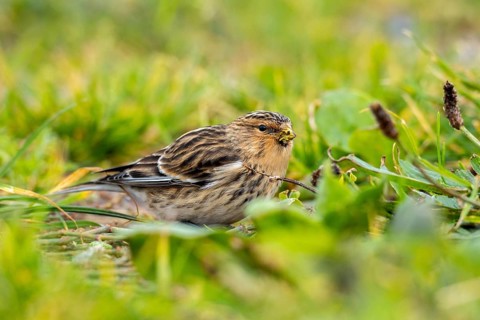 Mountain Linnet, Heligoland