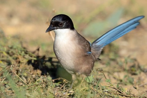 Blue magpie