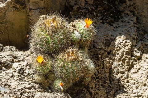 Weingartia neocumingii