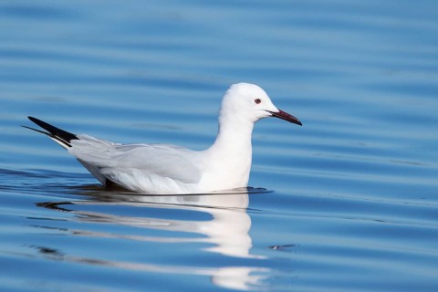 Slender-billed Gull
