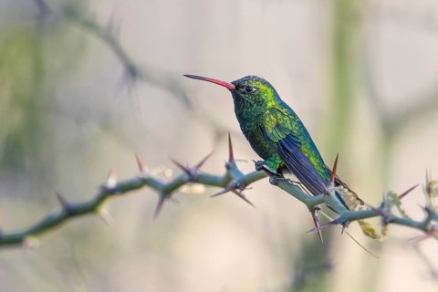 Golden-bellied Emerald Hummingbird