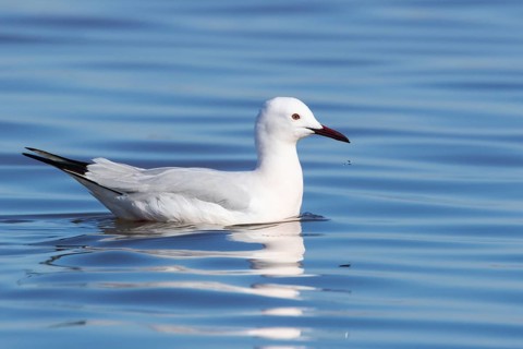 Slender-billed Gull