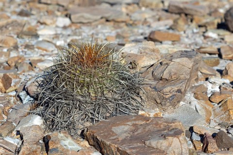 Parodia maasii