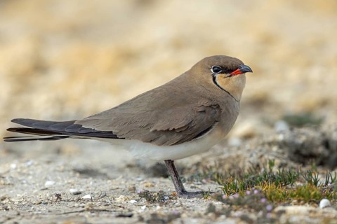 Red-winged Pratincole