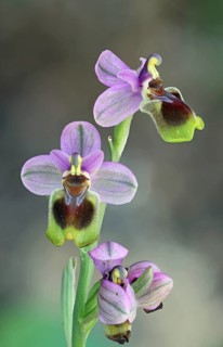 Ophrys tenthredinifera