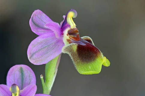 Ophrys tenthredinifera
