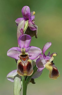 Ophrys tenthredinifera