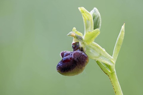 Spider orchid