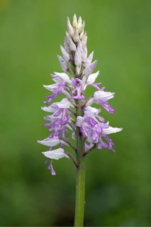 Military orchid