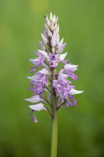 Military orchid