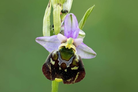 Bumblebee orchid