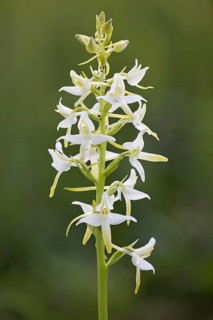 Greenish Forest Hyacinth