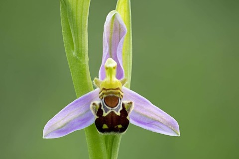 Bee orchid