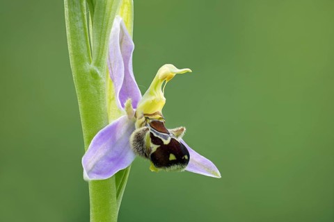 Bee orchid