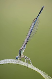 Platycnemididae