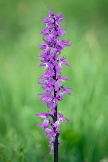 Orchis mascula Male orchid