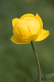 Globeflower