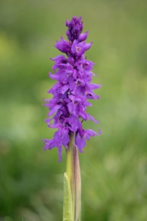 Orchis mascula Male orchid