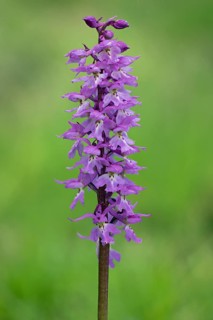 Orchis mascula Male orchid