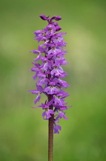 Orchis mascula Male orchid