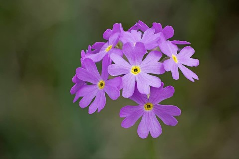 Flour primrose