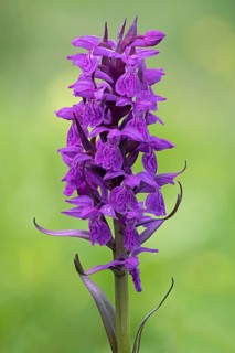Broad-leaved orchid