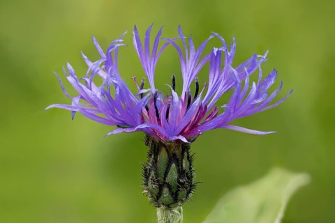 Mountain knapweed